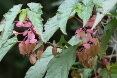 Begonia malabarica
